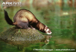 Illustration for article titled Monday Mustelid - Mustela putorius Edition